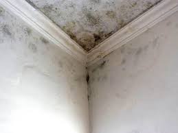 Environmental Consulting for Mold Prevention in New Market, MD